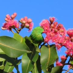 Trichoglossus chlorolepidotus at Augustine Heights, QLD - 2 Apr 2023