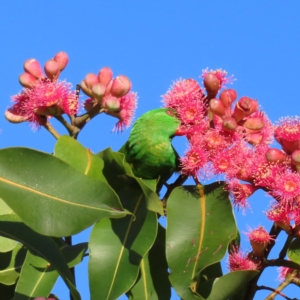 Trichoglossus chlorolepidotus at Augustine Heights, QLD - 2 Apr 2023