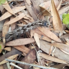 Porela delineata (Lined Porela) at Holt, ACT - 8 Apr 2023 by VanceLawrence