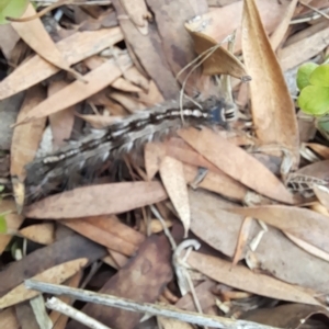 Porela delineata at Holt, ACT - 8 Apr 2023