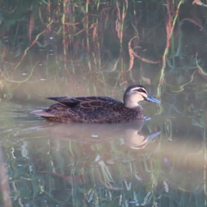 Anas superciliosa at Augustine Heights, QLD - 2 Apr 2023