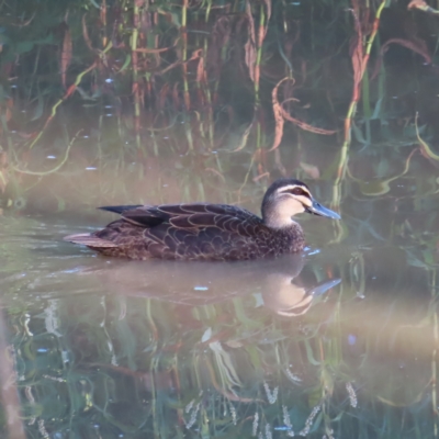 Anas superciliosa (Pacific Black Duck) at Augustine Heights, QLD - 1 Apr 2023 by MatthewFrawley