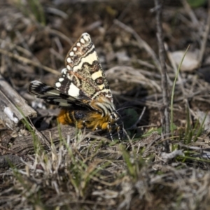 Apina callisto at Throsby, ACT - 8 Apr 2023