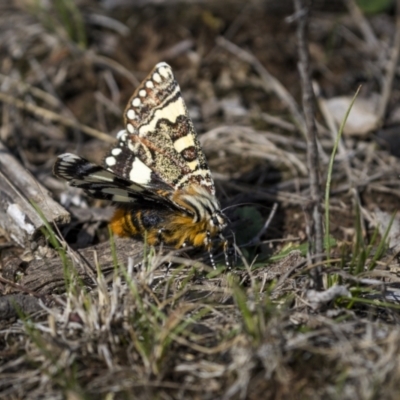 Apina callisto (Pasture Day Moth) at Throsby, ACT - 8 Apr 2023 by trevsci