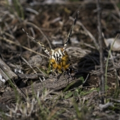 Apina callisto at Throsby, ACT - 8 Apr 2023