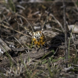 Apina callisto at Throsby, ACT - 8 Apr 2023