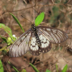 Acraea andromacha (Glasswing) at Augustine Heights, QLD - 1 Apr 2023 by MatthewFrawley