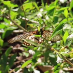 Acraea andromacha at Augustine Heights, QLD - 2 Apr 2023 08:03 AM