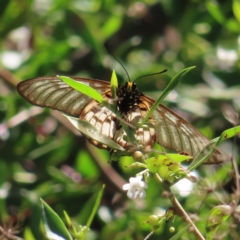 Acraea andromacha at Augustine Heights, QLD - 2 Apr 2023