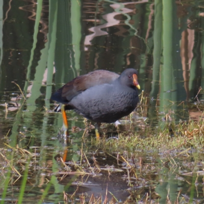 Gallinula tenebrosa (Dusky Moorhen) at Jerrabomberra Wetlands - 8 Apr 2023 by MatthewFrawley