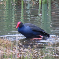 Porphyrio melanotus (Australasian Swamphen) at Jerrabomberra Wetlands - 8 Apr 2023 by MatthewFrawley