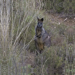 Wallabia bicolor at Theodore, ACT - 8 Apr 2023