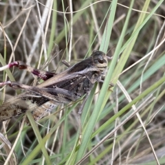 Gastrimargus musicus (Yellow-winged Locust or Grasshopper) at Numeralla, NSW - 8 Apr 2023 by Steve_Bok