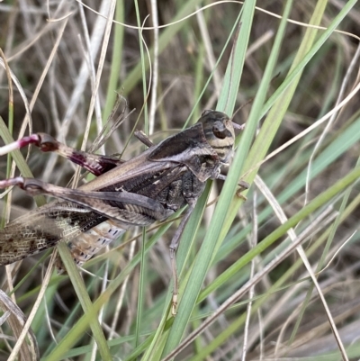 Gastrimargus musicus (Yellow-winged Locust or Grasshopper) at Numeralla, NSW - 8 Apr 2023 by SteveBorkowskis