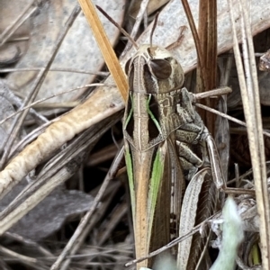 Caledia captiva at Numeralla, NSW - suppressed