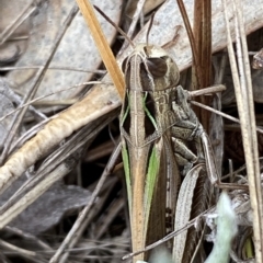 Caledia captiva (grasshopper) at Numeralla, NSW - 8 Apr 2023 by Steve_Bok