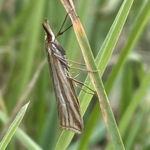 Hednota species near grammellus at Numeralla, NSW - 8 Apr 2023