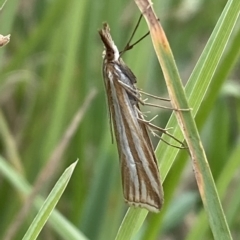 Hednota species near grammellus at Numeralla, NSW - 8 Apr 2023