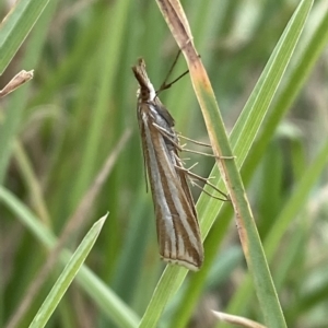 Hednota species near grammellus at Numeralla, NSW - 8 Apr 2023