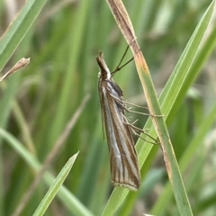 Hednota species near grammellus at Numeralla, NSW - 8 Apr 2023