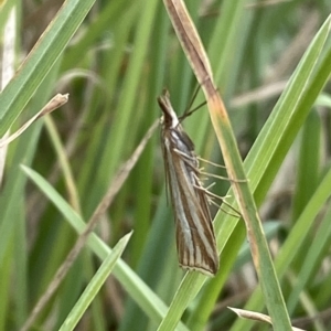 Hednota species near grammellus at Numeralla, NSW - 8 Apr 2023