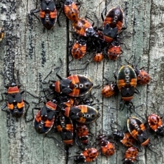 Dindymus versicolor (Harlequin Bug) at Numeralla, NSW - 8 Apr 2023 by SteveBorkowskis