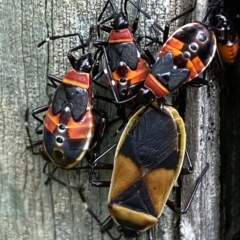 Dindymus versicolor at Numeralla, NSW - suppressed