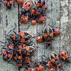 Dindymus versicolor at Numeralla, NSW - suppressed