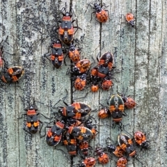 Dindymus versicolor at Numeralla, NSW - suppressed