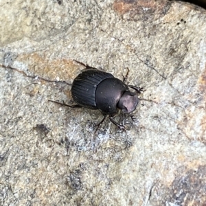 Onthophagus sp. (genus) at Numeralla, NSW - 8 Apr 2023