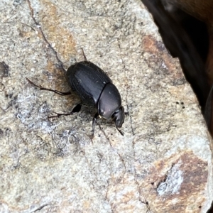 Onthophagus sp. (genus) at Numeralla, NSW - 8 Apr 2023