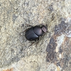 Onthophagus sp. (genus) at Numeralla, NSW - suppressed