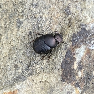 Onthophagus sp. (genus) at Numeralla, NSW - 8 Apr 2023