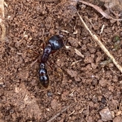 Amblyopone sp. (genus) (Slow ant) at Numeralla, NSW - 8 Apr 2023 by Steve_Bok