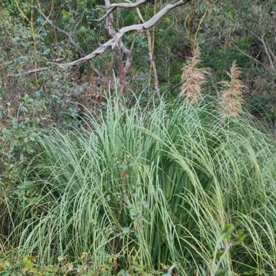 Cortaderia selloana (Pampas Grass) at Jerrabomberra, ACT - 8 Apr 2023 by Mike