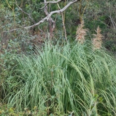 Cortaderia selloana (Pampas Grass) at Isaacs Ridge and Nearby - 8 Apr 2023 by Mike