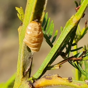 Jalmenus sp. (genus) at Jerrabomberra, ACT - 8 Apr 2023