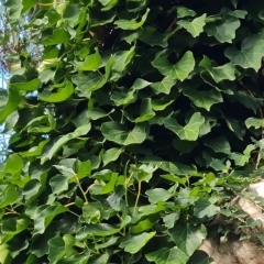 Hedera sp. (helix or hibernica) (Ivy) at Isaacs Ridge and Nearby - 8 Apr 2023 by Mike