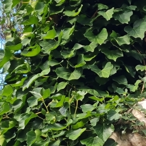 Hedera sp. (helix or hibernica) at Isaacs Ridge and Nearby - 8 Apr 2023