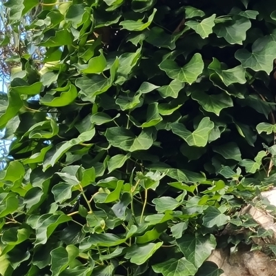 Hedera sp. (helix or hibernica) (Ivy) at Isaacs Ridge and Nearby - 8 Apr 2023 by Mike