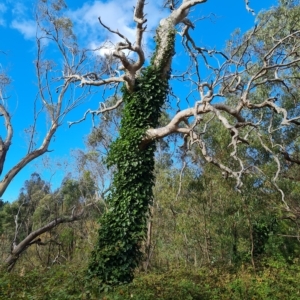 Hedera helix at Jerrabomberra, ACT - 8 Apr 2023