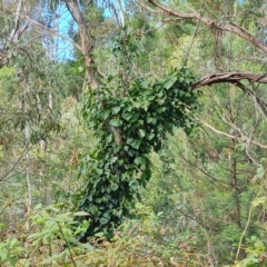 Hedera sp. (helix or hibernica) at Isaacs Ridge and Nearby - 8 Apr 2023 03:26 PM