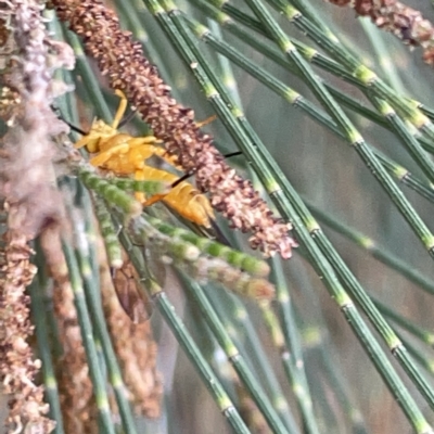 Apocrita (suborder) (Unidentified wasp) at Nicholls, ACT - 8 Apr 2023 by Hejor1