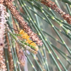 Apocrita (suborder) at Nicholls, ACT - 8 Apr 2023