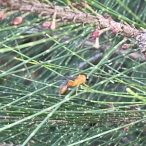 Apocrita (suborder) at Nicholls, ACT - 8 Apr 2023