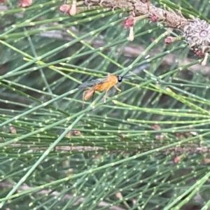 Apocrita (suborder) at Nicholls, ACT - 8 Apr 2023