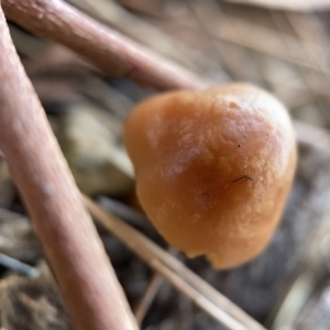 zz agaric (stem; gills white/cream) at Nicholls, ACT - 8 Apr 2023 11:43 AM