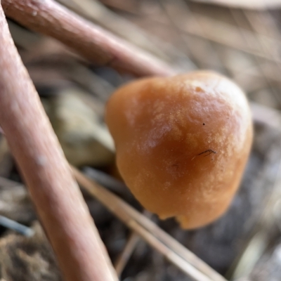 zz agaric (stem; gills white/cream) at Nicholls, ACT - 8 Apr 2023 by Hejor1