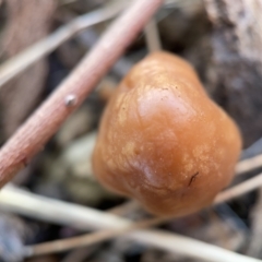 zz agaric (stem; gills white/cream) at Nicholls, ACT - 8 Apr 2023 11:43 AM