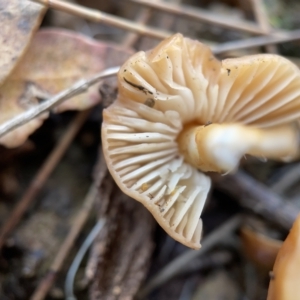 zz agaric (stem; gills white/cream) at Nicholls, ACT - 8 Apr 2023 11:43 AM